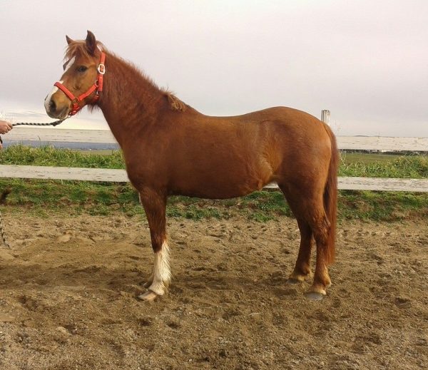 olandese